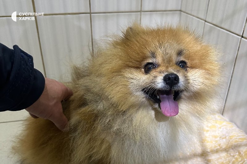 Perro de raza spitz frente a un automóvil dañado